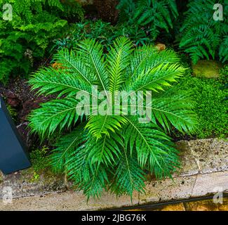 Silver lady or Dwarf tree fern (Blechnum gibbum), Blechnaceae. Stock Photo