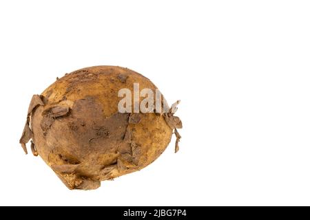 Close up view of young potato isolated on white background. Sweden. Stock Photo