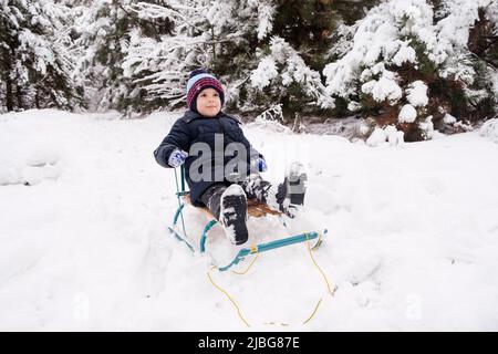 A preschooler boy sleds in a snow-covered forest in the winter Stock Photo