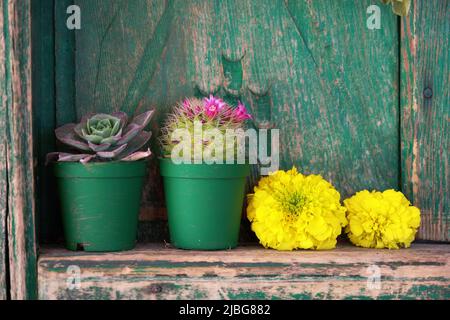 Decorative succulent plants of cactus, echeveria and hydrangea flowers in front of a wooden window shutter. Stock Photo