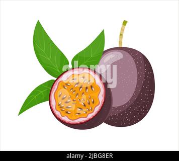 Passion fruit whole with leaves and cut in half, flat style vector illustration isolated on white background Stock Vector