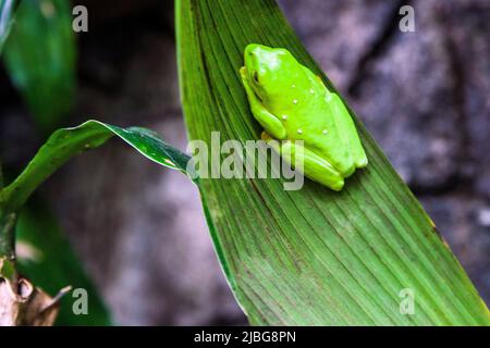 Costa Rica, Central America - Sleeping red eyed frog (Agalychnis callidryas)   Photo © Federico Meneghetti/Sintesi/Alamy Stock Photo Stock Photo