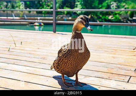 friendly mallard duck close-up in the park Stock Photo
