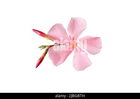 pink oleander flower and leaves isolated on white background Stock Photo