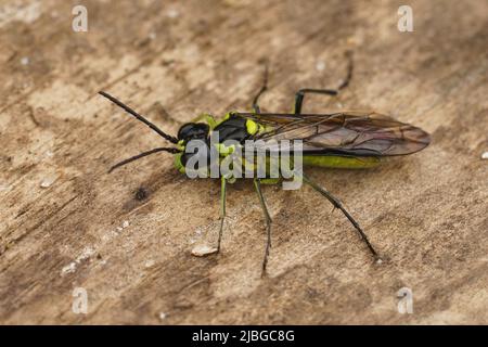 Deailed closeup on a colorful green sawfly,Tenthredo mesomela on a piece of wood Stock Photo