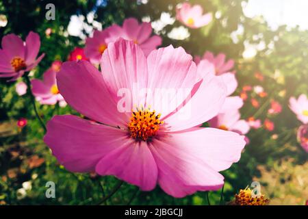 Pink flower Cosmea or Cosmos bipinnatus close-up. Growing plants in the home garden. Summer background. Stock Photo