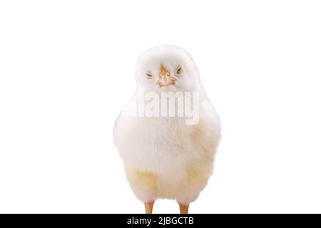 white sleepy chick on white background Stock Photo