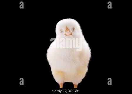 white sleepy chick on black background Stock Photo