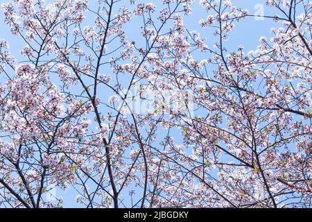 Beautiful cherry blossom (sakura) in blue sky in Kumamoto, Japan Stock Photo