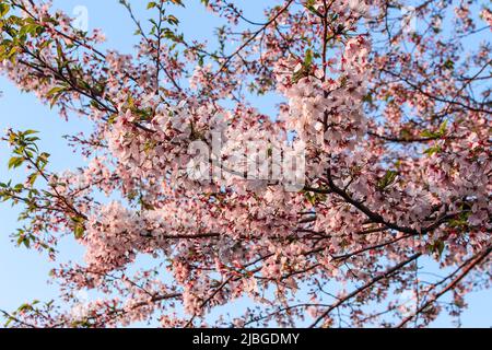 Beautiful cherry blossom (sakura) in blue sky in Kumamoto, Japan Stock Photo