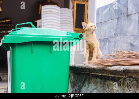 Ginger stray cat looking at something with upturned eyes Stock Photo