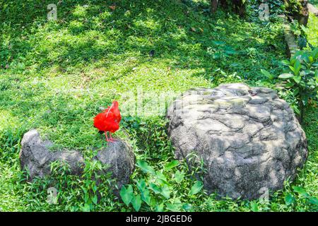 The closeup image of Ibis on rock in park in sunny day Stock Photo