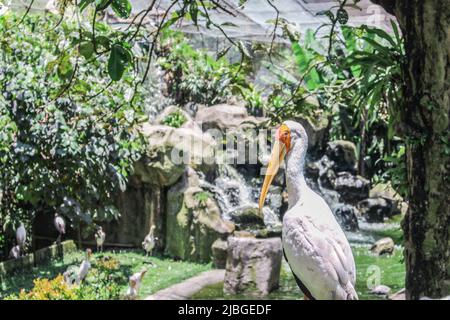 The closeup image of stork (Ciconia boyciana, ciconiiformes) in park in sunny day Stock Photo