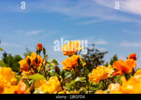 Shrub roses with orange or yellow buds of fragrant flowers against a blue cloudy sky in a spring or summer day in botanical garden, rosarium, flower b Stock Photo