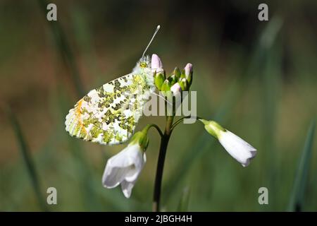 Orange-tip Butterfly (Anthocharis cardamines) at Rest on Cuckoo Flower (Cardamine pratensis) Stock Photo