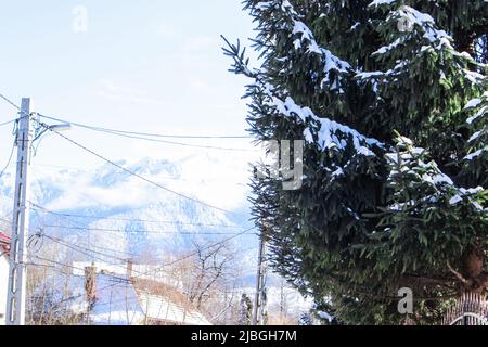 Picea mariana (the black spruce) with snow in downtown, Bran, Romania in sunny day. There is Bucegi Mountain in mist in distance. Stock Photo