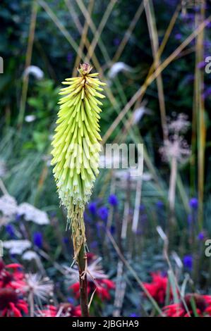 Tall Single Green Spike Kniphofia 'Percy's Pride' (Red Hot Poker) grown in a Border at RHS Garden Harlow Carr, Harrogate, Yorkshire, England, UK. Stock Photo