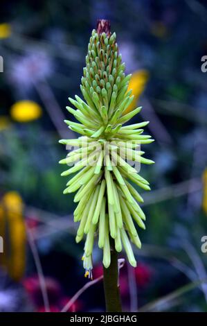 Tall Single Green Spike Kniphofia 'Percy's Pride' (Red Hot Poker) grown in a Border at RHS Garden Harlow Carr, Harrogate, Yorkshire, England, UK. Stock Photo