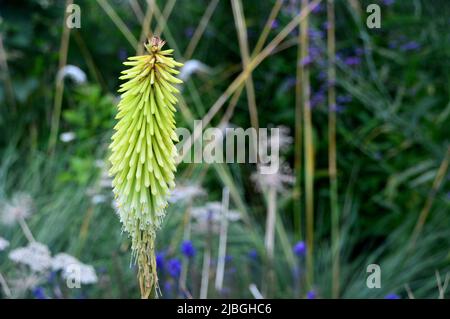 Tall Single Green Spike Kniphofia 'Percy's Pride' (Red Hot Poker) grown in a Border at RHS Garden Harlow Carr, Harrogate, Yorkshire, England, UK. Stock Photo