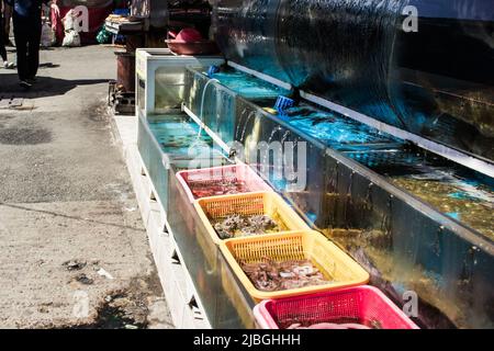 The image of fish preserve tank in fish market in Busan, South Korea. There are clams and fished inside. Stock Photo