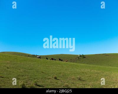 a herd of horses grazes on top of a green hill. natural landscape. Stock Photo