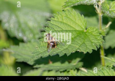 a single brown and yellow bee isolated and resting on a green leaf Stock Photo