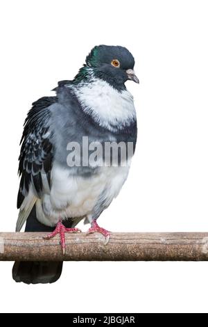 Speelderken / speelderke pigeon, breed of ringbeater pigeon from Flanders, Belgium against white background Stock Photo