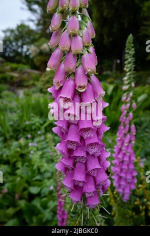 Highnam Court Garden, Highnam, Gloucestershire Stock Photo