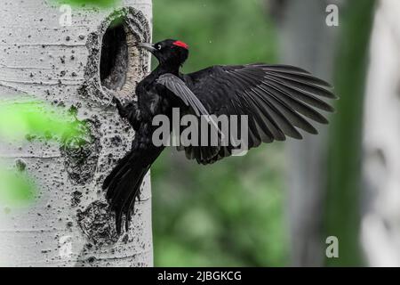 Perfect landing for the Black woodpecker female (Dryocopus martius) Stock Photo