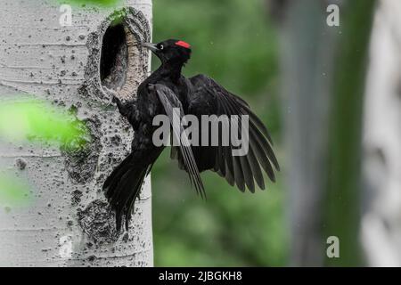 Perfect landing for the Black woodpecker female (Dryocopus martius) Stock Photo
