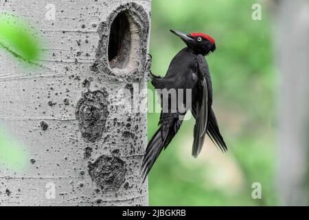 The returns, Black woodpecker male lands on nest (Dryocopus martius) Stock Photo