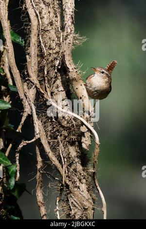 Closeup of a Eurasian Wren bird, Troglodytes troglodytes, bird on a verticale tree with clematis singing in a forest during Springtime. Amersfoort Stock Photo