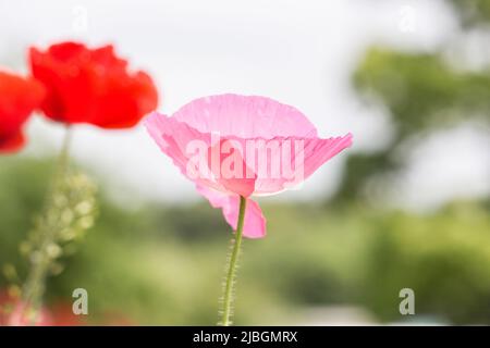 Close up of pink and red Geranium clarkei (Clarke's geranium) and Poppy flowers in park. Stock Photo