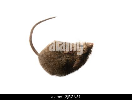 Swiss (house) mice (Mus musculus) constantly accompanies to human ...