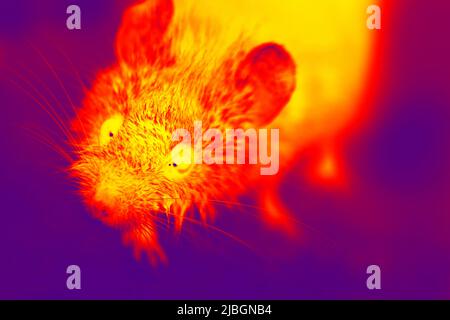 A gray mouse with big eyes in close-up. A wild animal has entered the house. Illustration of thermal image Stock Photo