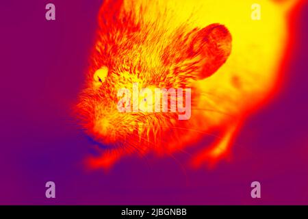 A gray mouse with big eyes in close-up. A wild animal has entered the house. Illustration of thermal image Stock Photo