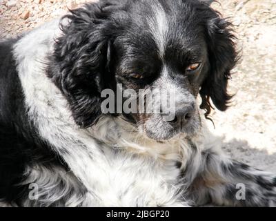 Black and white coloured stray dog relaxing at the beach in Dubrovnik, Croatia, in sunny day. Stock Photo