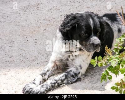 Black and white coloured stray dog relaxing at the beach in Dubrovnik, Croatia, in sunny day. Stock Photo