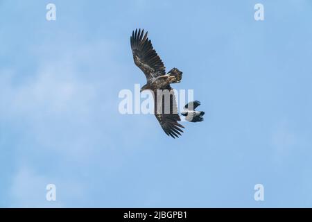 white-tailed eagle, Haliaeetus albicilla, single immature bird being chased by hooded crow, Corvus cornix, Danube delta, Romania Stock Photo