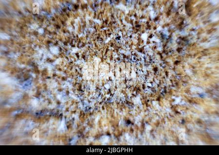 Old plastered wall with mildew stains and loose whitewash, cracks in the plaster. Macro Stock Photo