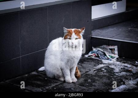 Adorable stray cat (white and ginger) sitting in front of store on the street of Ruse, Bulgaria in winter season. Stock Photo