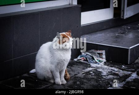 Adorable stray cat (white and ginger) sitting in front of store on the street of Ruse, Bulgaria in winter season. Stock Photo
