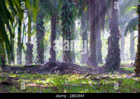 Old palm plantation (coconut palm with thick trunks) in Thailand Stock Photo