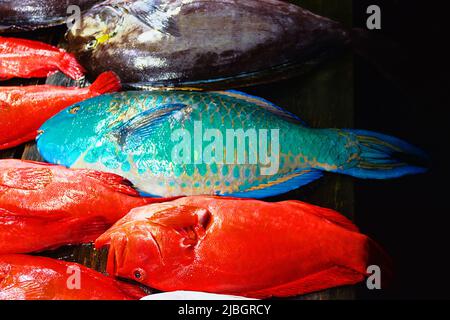 A group of mass marketable fish is called 'coral fish' in South Asia or 'imperial fish' for the purple color. Red bass (Sebastes) and parrot fish (Sca Stock Photo