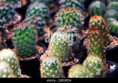 Cactus and milkweed breeding. Mammillaria Stock Photo