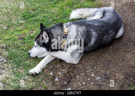 Gray Siberian Husky dog laying on the grass in the woods Stock Photo
