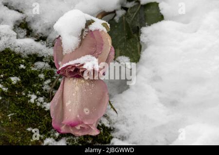 Wilted rosebuds under the snow in the winter park. Close-up, selective focus. Stock Photo