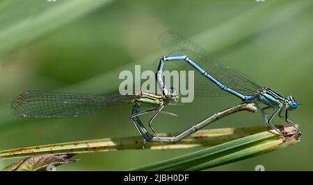 Close-up of two Feather Dragonflies (Platycnemis pennipes) mating, forming a heart with their bodies, on green grass Stock Photo