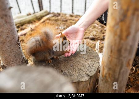 adult squirrel eats nuts and other food from human hands Stock Photo