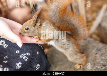 adult squirrel eats nuts and other food from human hands Stock Photo